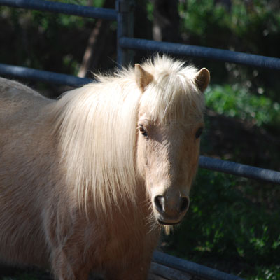 Peanut the Horse | Client of Zafran Animal Communication