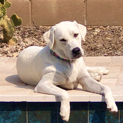 Zoey the White Lab | Zafran Animal Communication