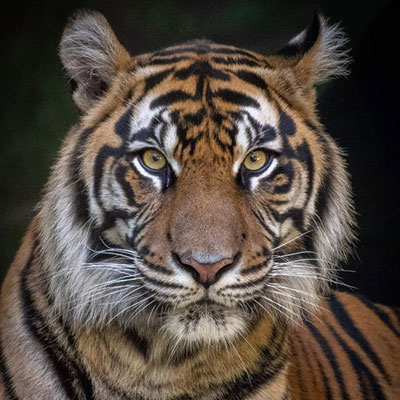 Diana the Tigress | Zafran Animal Communication