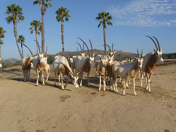 Scimitar-horned Oryx | Zafran Animal Communication