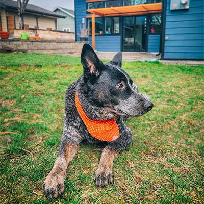 Brody the Australian Cattle Dog | Client of Zafran Animal Communication